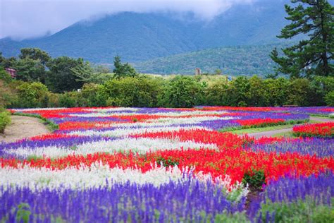 【お出かけ編】『くじゅう花公園』で癒されてきた！お花と大自然の大パノラマ！ | カメラ女子必見！！お花の撮り方！