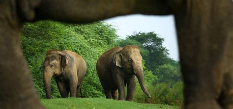 Tales Of Elephants From Two Continents - Wildlife SOS