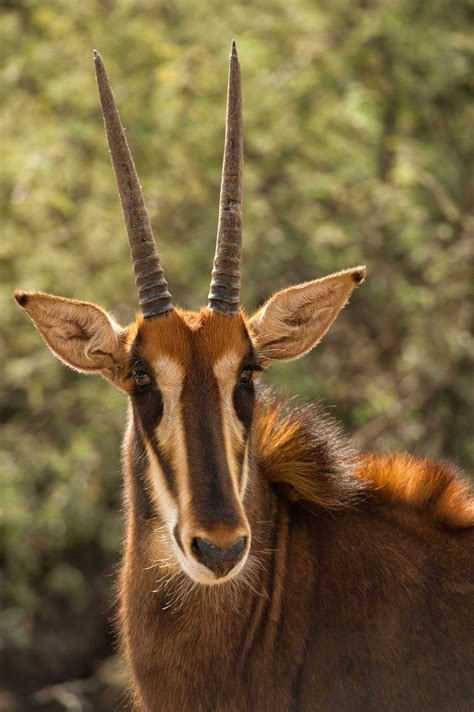 Sable Antelope - Out of Africa Wildlife Park