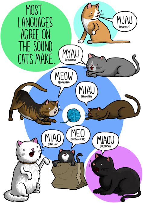 Sounds cats make in different languages - Bilingual Kidspot