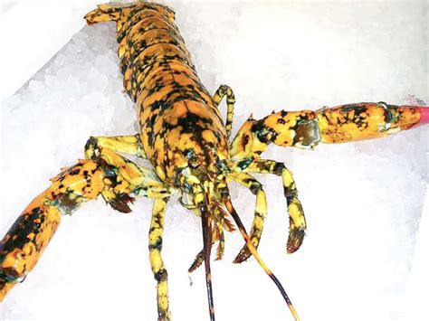 Rare 1 in 30 million calico lobster found at Maryland fish market - ABC News