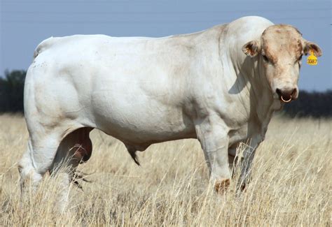 Roma. South African chianina bull. His mother Mina was Italian champion ...