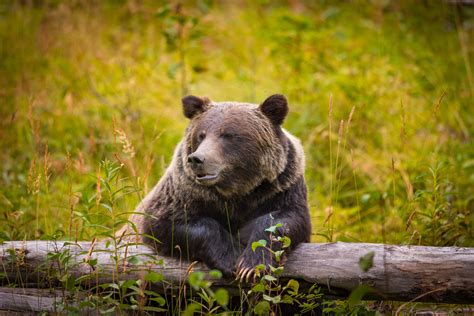 Les animaux des parcs nationaux du Canada quand il y a personne