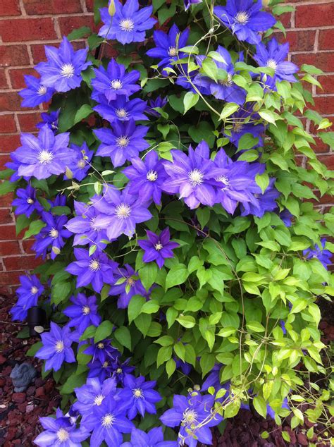 Clematis vine gets bigger every year! | Clematis vine, Clematis, Flowers