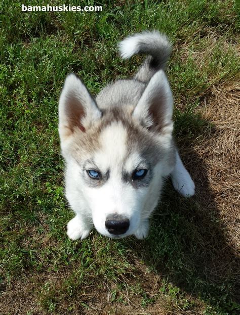 Husky puppy and Baby Redbirds - Siberian Husky Puppies For Sale