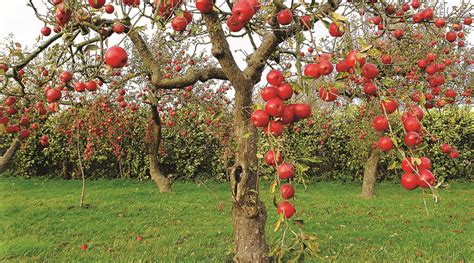 Kashmir-Beautiful Apple Orchids