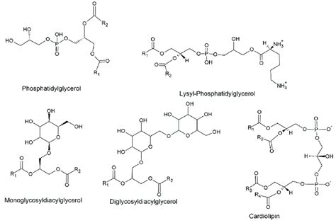 Structure of bacterial membrane lipids. | Download Scientific Diagram