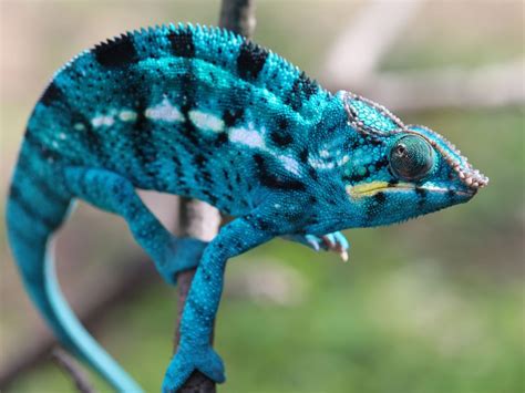 Nosy Be Panther Chameleons - Chromatic Chameleons