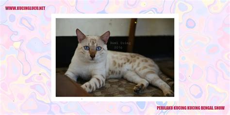 Kucing Bengal Snow: Kecantikan yang Menawan dari Dunia Kucing! | Kucing ...