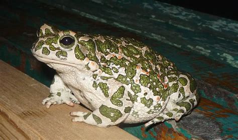 European Green Toad | The Animal Facts | Appearance, Diet, Habitat