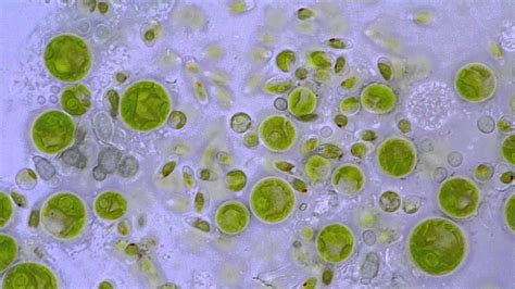 Green Algae Microscope