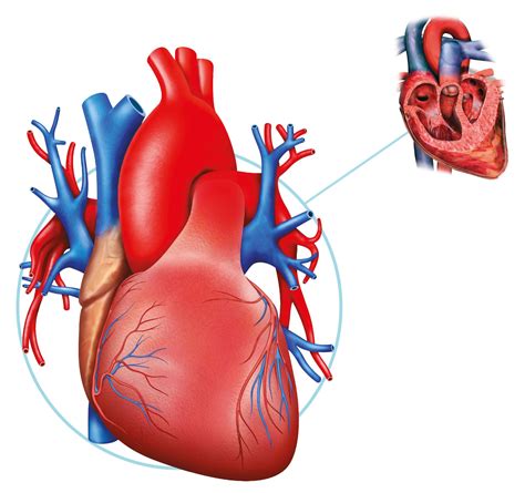 Human Heart Facts | What Is The Heart | DK Find Out