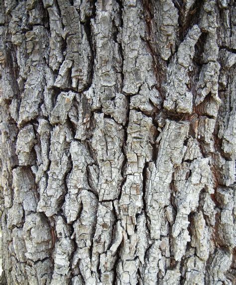 A photo, A thought............: Observation: Incredible bark patterns