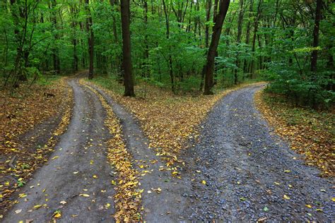 A Fork in the Road | Marcie Rotblatt