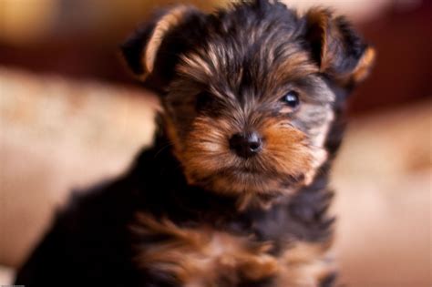 Yorkie Puppies Wallpapers For Desktop