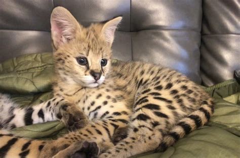 Serval Cat For Sale — Serval Pet Breeders