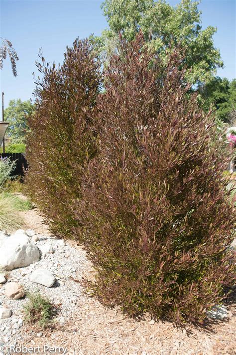 Purple hopseed bush - Waterwise Garden Planner