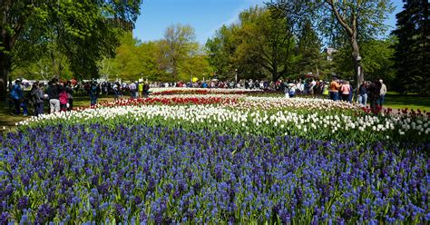 Celebrate Canada 150 at the Tulip Festival in Ottawa - BoomerVoice