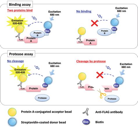 A schematic diagram of binding assay and protease assay based on... | Download Scientific Diagram