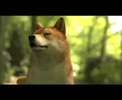 Doge GIF - Find & Share on GIPHY