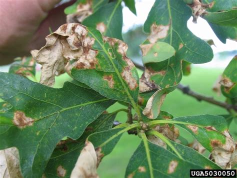 Anthracnose diseases of trees | NC State Extension Publications