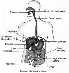 Life Processes Class 10 Notes Science Chapter 6