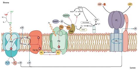 Photosystem 2 Electron Transport Chain