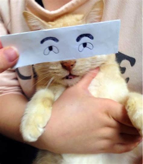 New Viral Internet Meme: Funny Cartoon Eyes for Cats | Cats, Silly cats, Funny cats