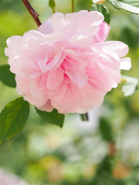 Rose, Blush Boursauit, バラ, ブラッシュ ブールソール, | Rose, Blush Bours… | Flickr