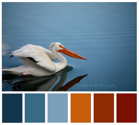 "Pelican" Photography by Candice Smith | Color, Palette, Color inspiration