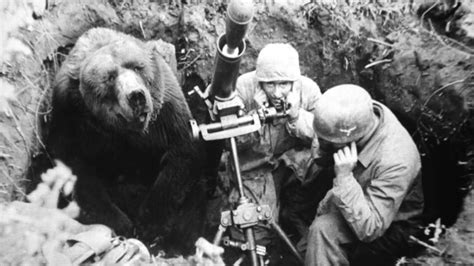 (Wojtek) Polish Soldier-Bear (1942-1963) Rank Corporal. : r/pics