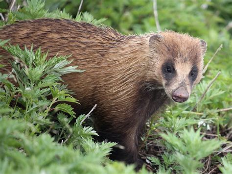 Animal Folklore: Badger Folktales From Around the World – #FolkloreThursday