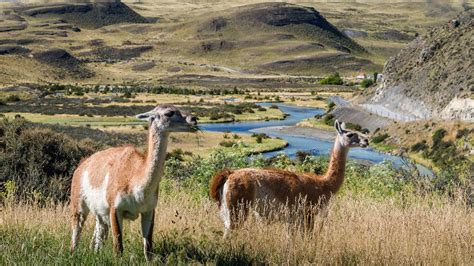 Patagonia Wildlife in Chile 2024-2025 - Rove.me