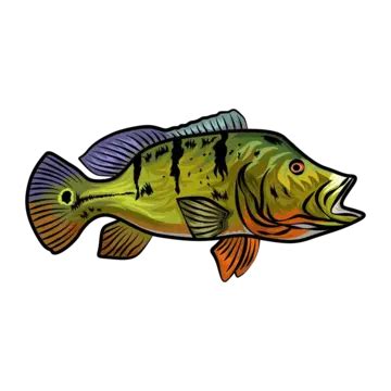 Vector Fish Drawing Detail Illustration Graphics, Vector, Fishing, Graphics PNG and Vector with ...