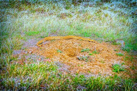 Grasslands National Park - May 2019 - Apollo Bellisle