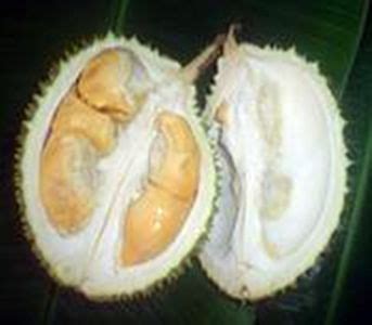 Durian Fruit Benefits