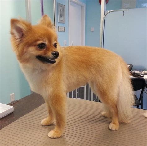 9 Totally Cute Pomeranian Haircut Styles To Satisfy Your Craving For Fluffiness Today | Cute ...