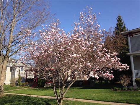 Choose the Saucer Magnolia To Honor Your Loved One Today