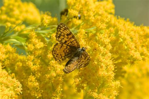 Pollinator/Habitat Plant Archives - OAEC Nursery