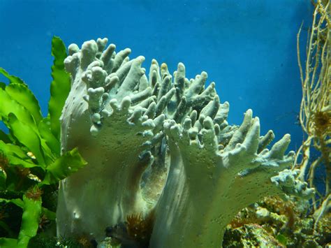 Free Images : beach, water, underwater, seaweed, coral reef, kelp, green algae, marine biology ...