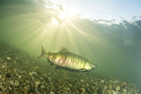 Up to 85 per cent of historical salmon habitat lost in Lower Fraser region