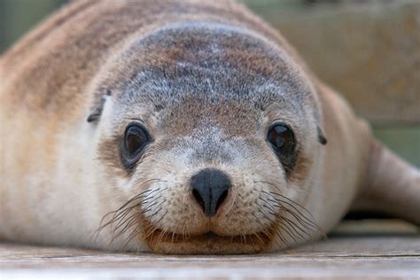 Kangaroo Island Wildlife and Conservation - Australian Geographic