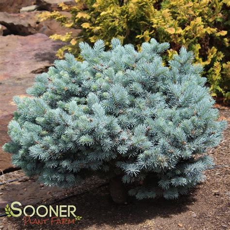 Dwarf Globe Blue Spruce | Sooner Plant Farm