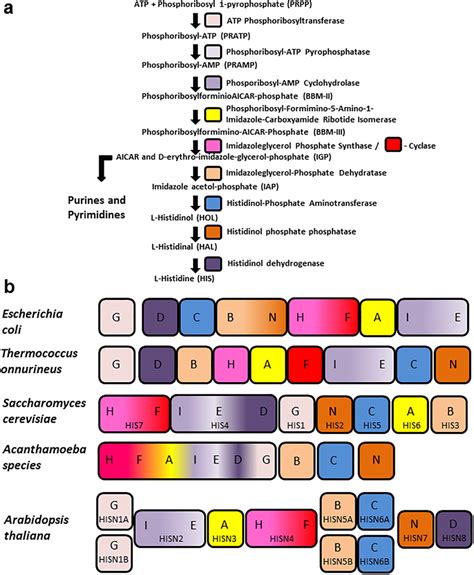 Histidine biosynthesis. Histidine biosynthetic pathway (a). Molecular ...