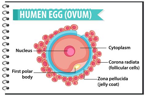 Egg Cell Diagram