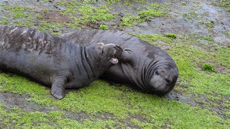 Elephant seal pups | Race Rocks Ecological Reserve-