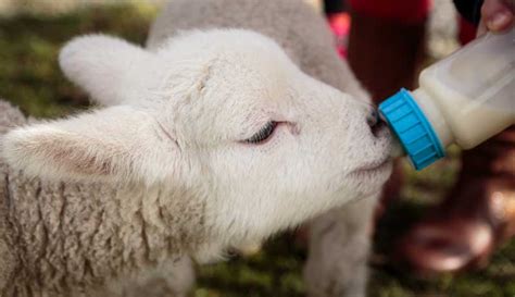 Bottle-Feeding a Lamb: Valuable Lessons Learned - Hobby Farms