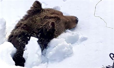 Watch: Grizzly bear emerges from hibernation at ski resort in 2022 ...