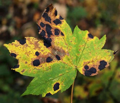 Treating black spots on maple leaves naturally - prevention