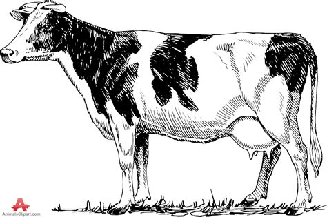 Beef Cow Drawing at GetDrawings | Free download